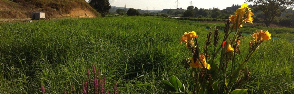 dairy constructed wetland.jpg